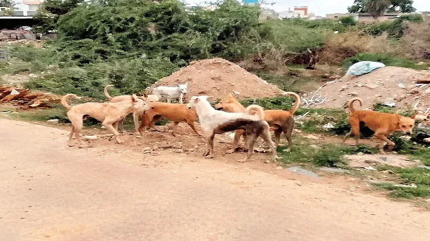కుక్కలు బాబోయ్‌..!