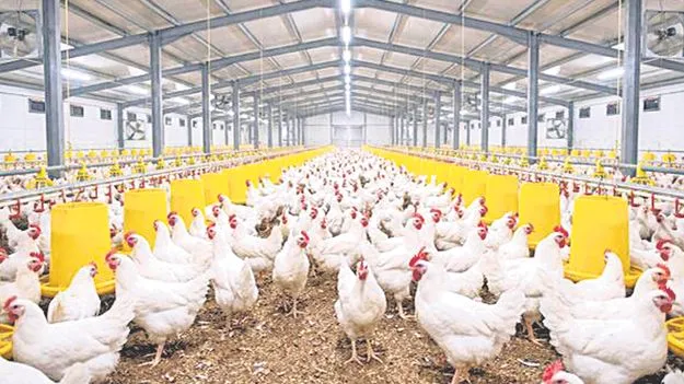 రూ.657 కోట్లతోపౌల్ట్రీ పాలసీ