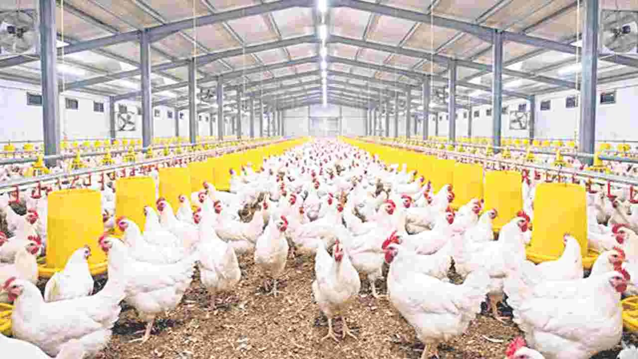 రూ.657 కోట్లతోపౌల్ట్రీ పాలసీ
