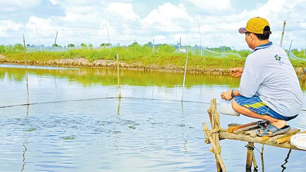 మళ్లీ పెరిగిన దాణా ధర