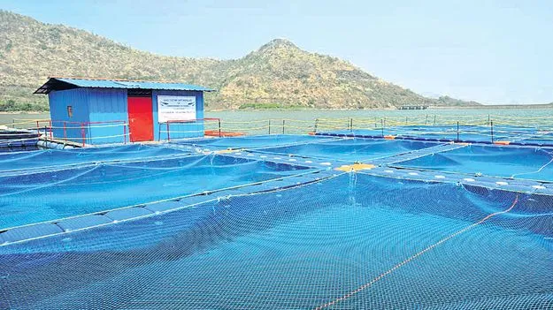 రిజర్వాయర్లలో కేజ్‌ కల్చర్‌