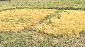 ఖరీఫ్‌ ఆశలు ఆవిరి