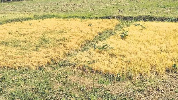 ఖరీఫ్‌ ఆశలు ఆవిరి