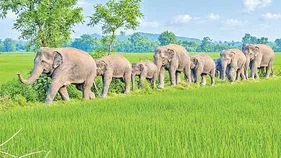 మన్యంలో ‘గజ..గజ’