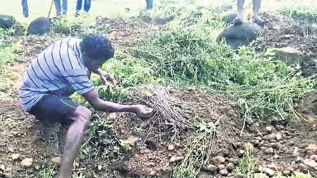 గంజాయిని ధ్వంసం చేసిన సాగుదారులు