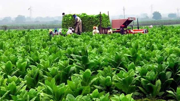 ఏపీ పొగాకు రైతులకు గుడ్ న్యూస్.. రూ.50 వేల వడ్డీ లేని రుణం