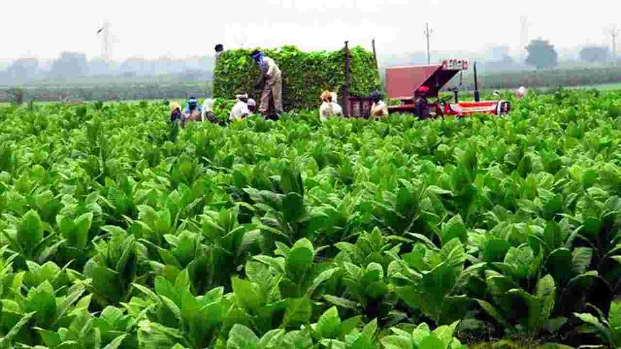 ఏపీ పొగాకు రైతులకు గుడ్ న్యూస్.. రూ.50 వేల వడ్డీ లేని రుణం