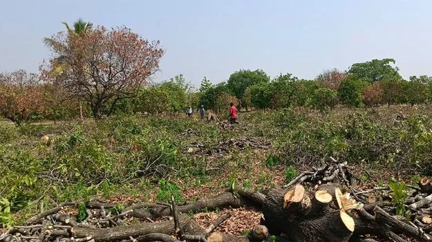 మామిడి తోటలు నరికేస్తున్నారు..!