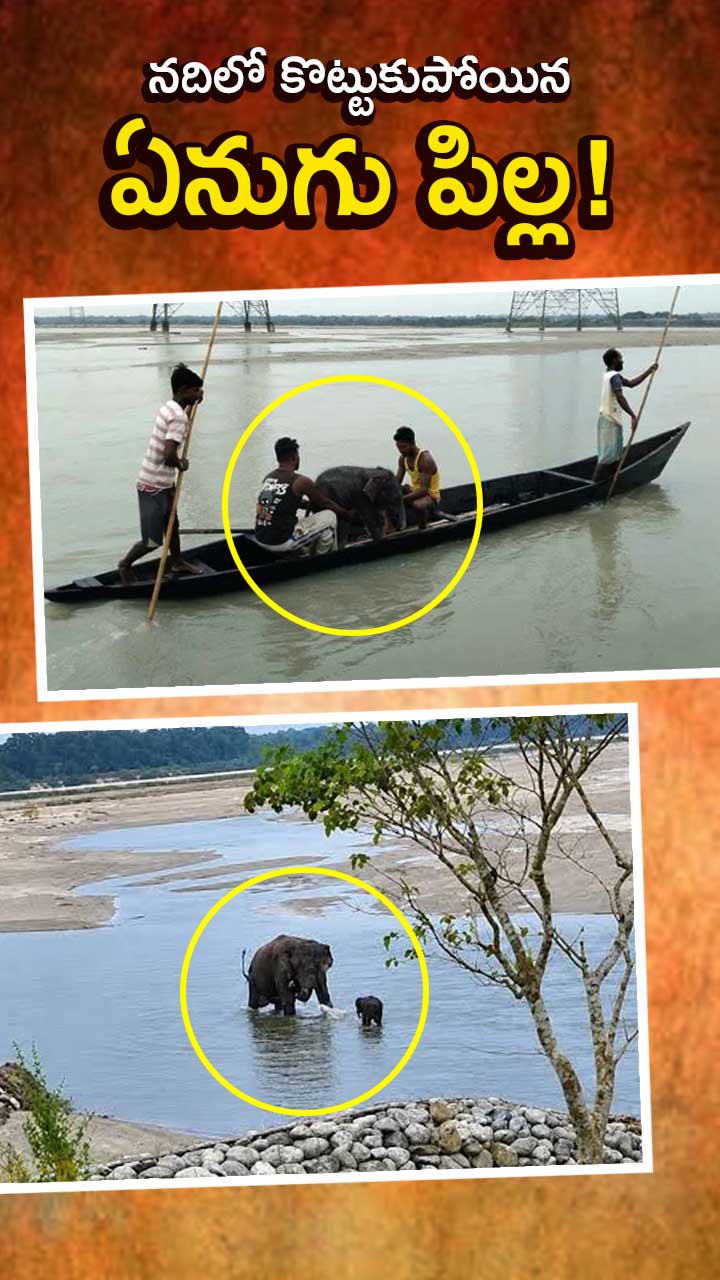 ఏనుగు పిల్ల రెస్క్యూ ఆపరేషన్!