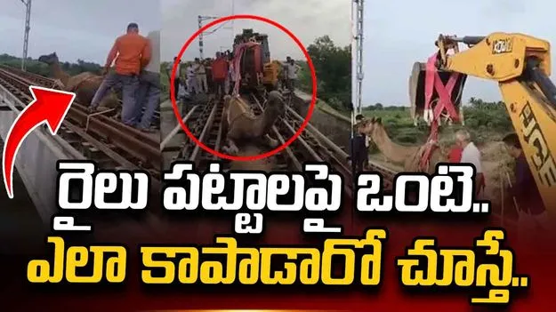 రైల్వే ట్రాక్‌పై చిక్కుకుపోయిన ఒంటె.. వీడియో వైరల్