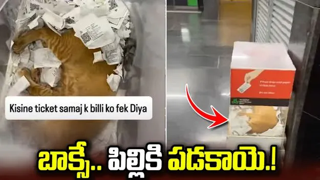 మెట్రో టికెట్ బాక్సులో పిల్లి కునుకు.. వీడియో వైరల్‌