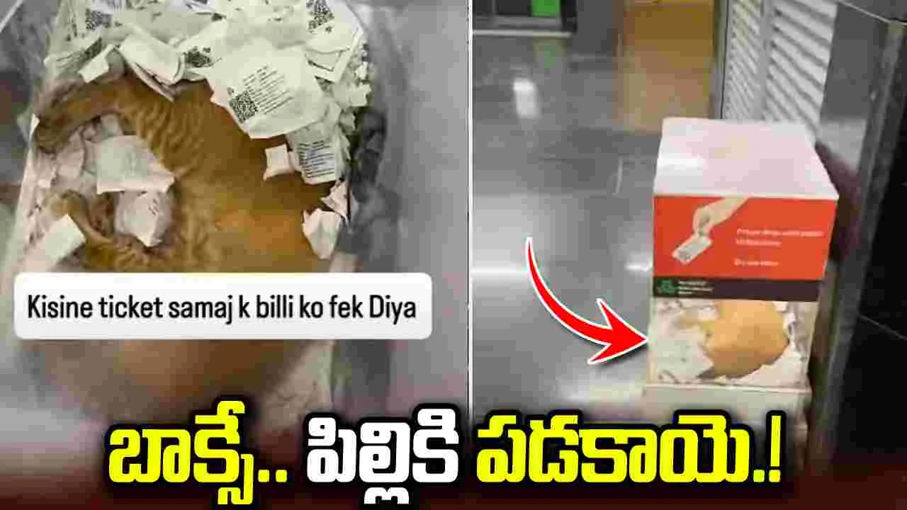 మెట్రో టికెట్ బాక్సులో పిల్లి కునుకు.. వీడియో వైరల్‌