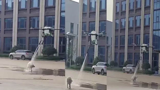 డ్రోన్‌ సాయంతో కుక్కకు స్నానం..  వీడియో చూస్తే అవాక్కవుతారు.. 