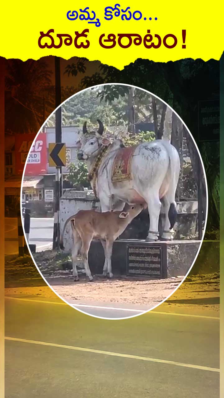 హృదయాన్ని కదిలిస్తున్న దూడ దృశ్యాలు వైరల్!