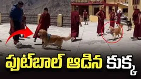 సాధువులతో ఫుట్‌బాల్ ఆడిన కుక్క.. వీడియో వైరల్