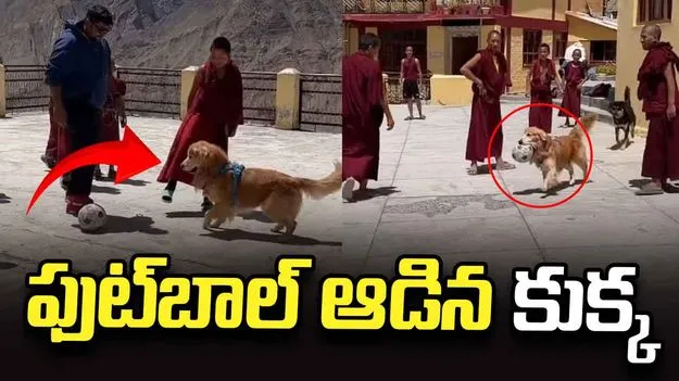 సాధువులతో ఫుట్‌బాల్ ఆడిన కుక్క.. వీడియో వైరల్