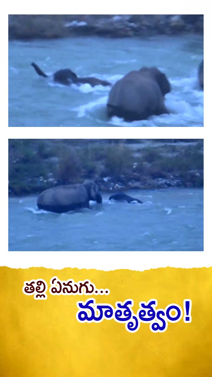 హృదయాలను హత్తుకునే ఏనుగు వీడియో వైరల్!