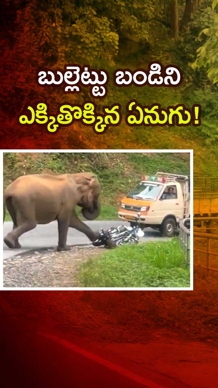 తమిళనాడులో గజరాజు బీభత్సం! – politics తమిళనాడులో గజరాజు బీభత్సం! – politics