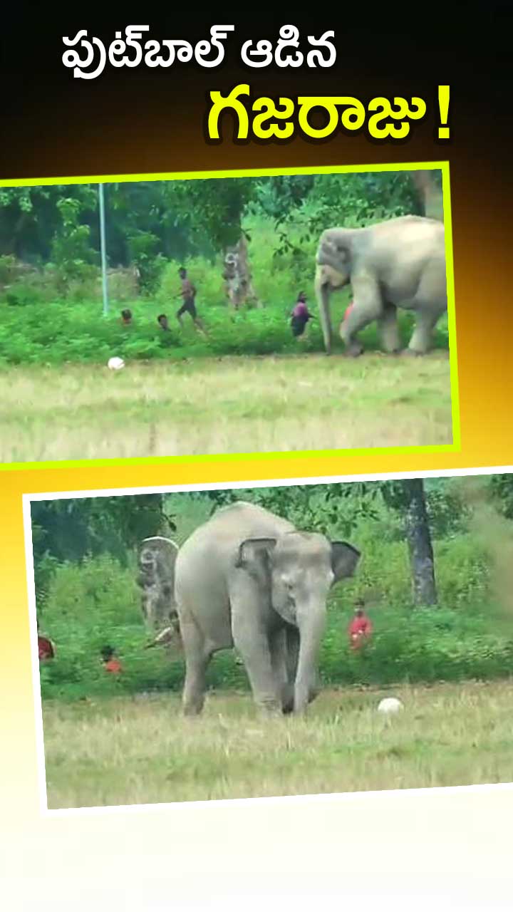 అస్సాంలో గ్రౌండ్లోకి ఎంట్రీ ఇచ్చిన ఏనుగు!