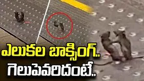 ఎలుకల భీకర పోరు.. చివరకు ఏం జరిగిందంటే..