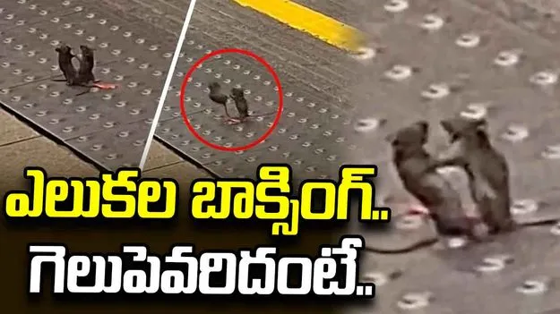 ఎలుకల భీకర పోరు.. చివరకు ఏం జరిగిందంటే..