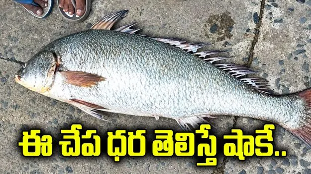 పల్లిపాలెం హార్బర్‌లో భారీ మగ కచిడి చేప.. రూ.80 వేలకు దక్కించుకున్న వ్యాపారి..