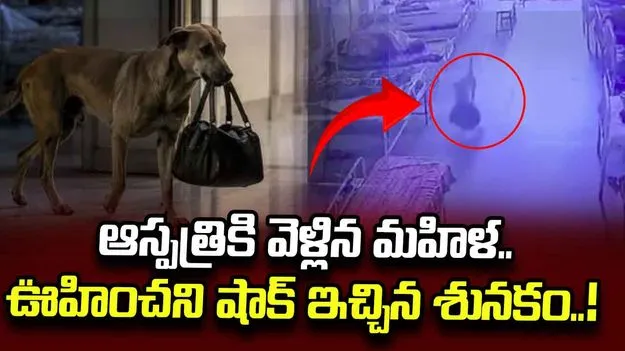 బంగారు, వెండి నగల బ్యాగ్ కొట్టేసిన శునకం..