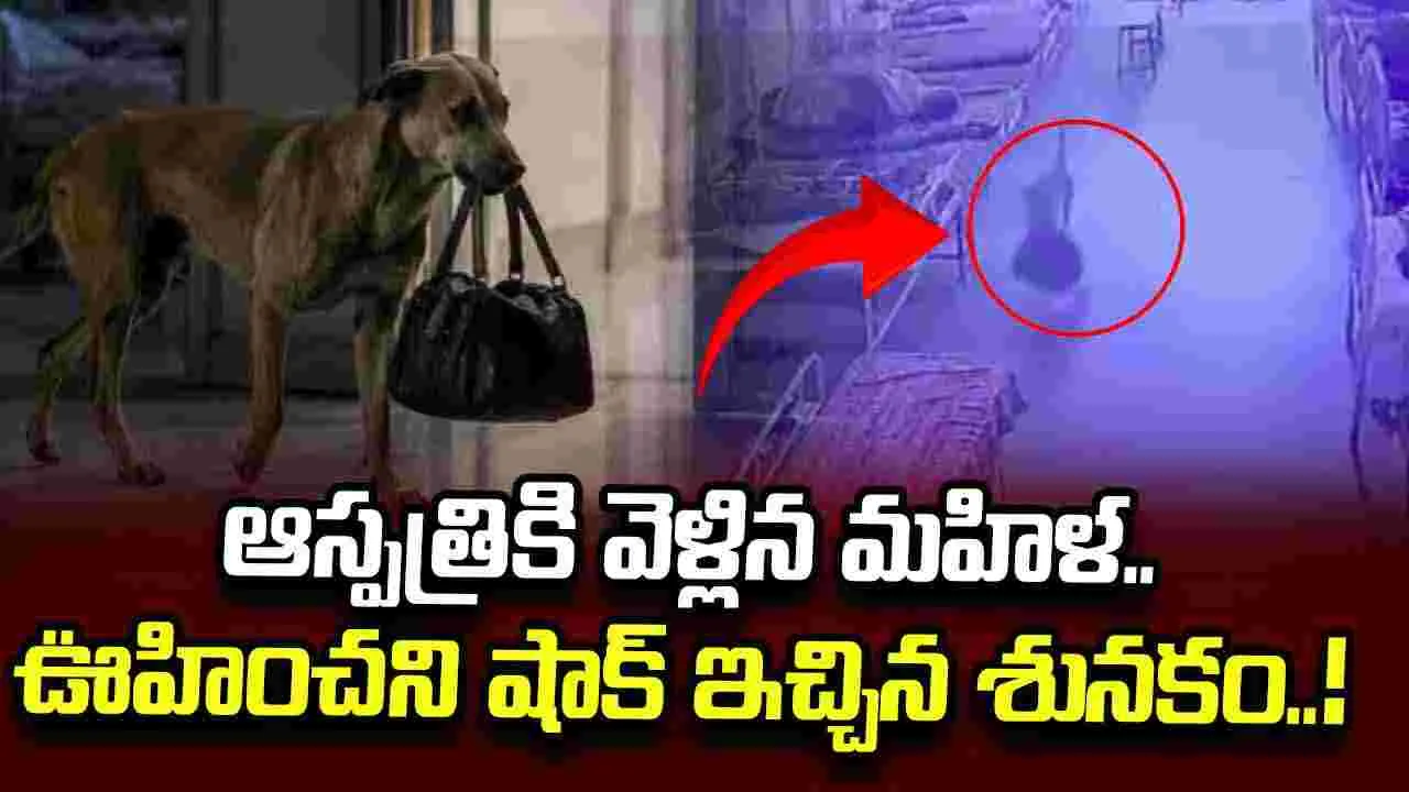 బంగారు, వెండి నగల బ్యాగ్ కొట్టేసిన శునకం..