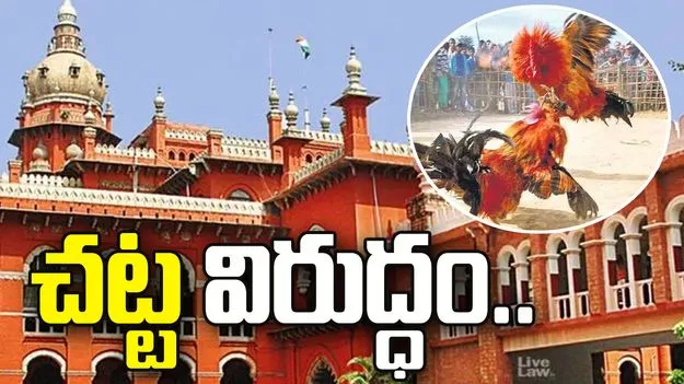 కోడిపందేలపై మద్రాస్ హైకోర్టు సంచలన తీర్పు