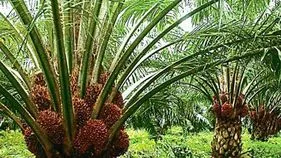 ఆయిల్‌పామ్‌ అ‘ధర’హో
