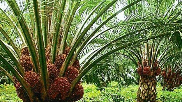 ఆయిల్‌పామ్‌ అ‘ధర’హో