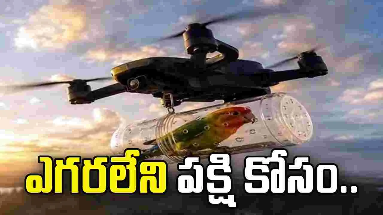 ఎగరలేని పక్షి కోసం...