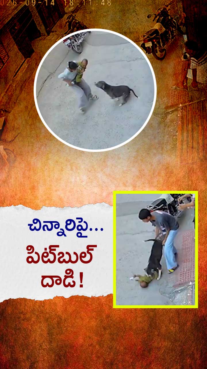 హర్యానాలో చిన్నారిపై దాడి చేసిన పిట్‌బుల్!