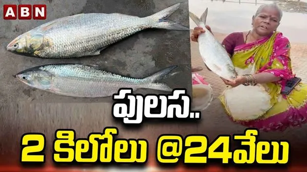  పులస.. 2 కిలోలు @24వేలు