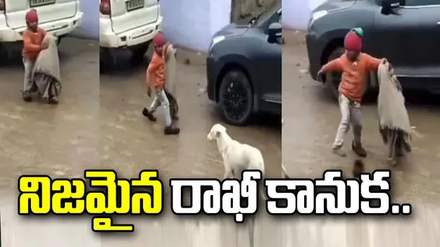 వర్షంలో కుక్క బారి నుంచి చెల్లికి రక్షణగా అన్న..  వీడియో వైరల్