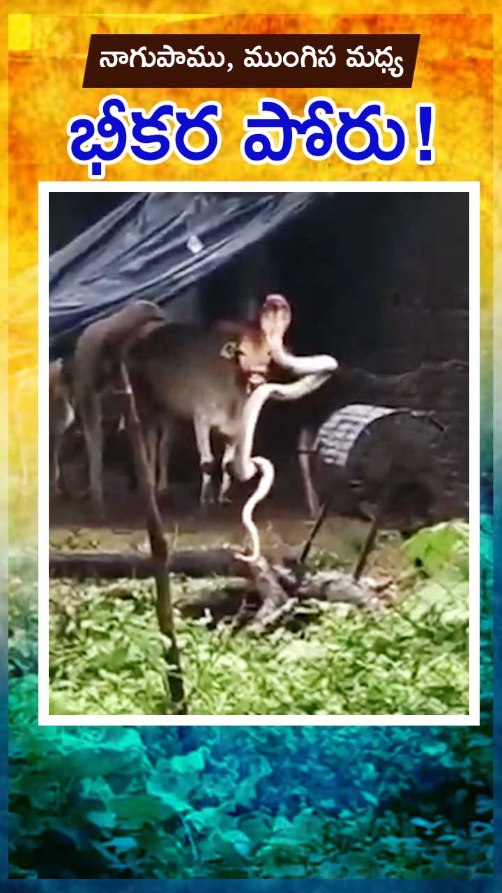 నాగుపాము వర్సెస్ ముంగిస... వైరల్ వీడియో!