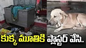 పెంపుడు కుక్క నోటికి ప్లాస్టర్ వేసి.. ఇంట్లోని నగలు, డబ్బు దోచుకెళ్లిన దొంగలు..