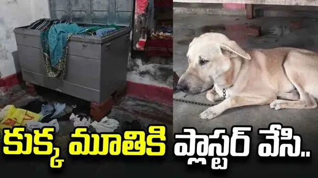 పెంపుడు కుక్క నోటికి ప్లాస్టర్ వేసి.. ఇంట్లోని నగలు, డబ్బు దోచుకెళ్లిన దొంగలు..