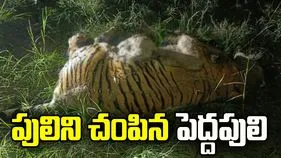 పులిని చంపిన పెద్దపులి