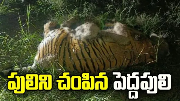 పులిని చంపిన పెద్దపులి