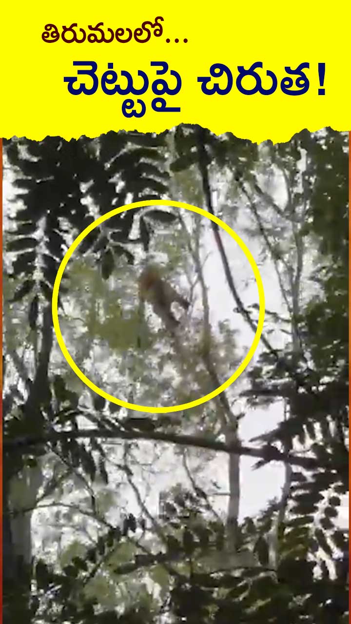 తిరుమలలో చిరుత కలకలం! తిరుమలలో చిరుత కలకలం!