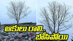 ప్లాస్టిక్ భూతం మధ్యన బోసిపోయిన రావిచెట్టు