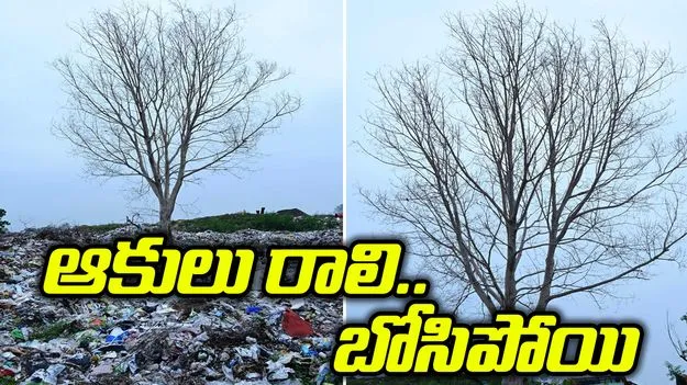 ప్లాస్టిక్ భూతం మధ్యన బోసిపోయిన రావిచెట్టు