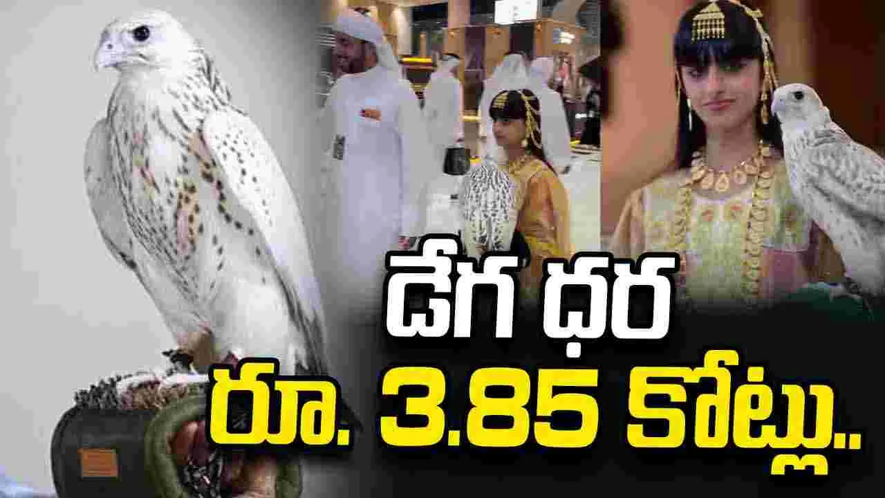 మేనకోడలి కోసం రూ.3.85 కోట్లు పెట్టి డేగను కొన్న అరబ్ వ్యక్తి