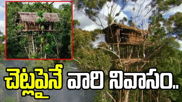 చెట్లపైనే వారి నివాసం.. ఇండోనేషియాలో వింత తెగ!