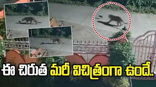 ఈ చిరుత మరీ విచిత్రంగా ఉందే.. కుక్కపిల్లను వెంటపడి మరీ.. 