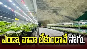 సూర్యరశ్మి, వర్షం లేకుండానే పంటలు.. మూతపడిన బొగ్గు గనుల్లో చైనా కొత్త ప్రయోగం..