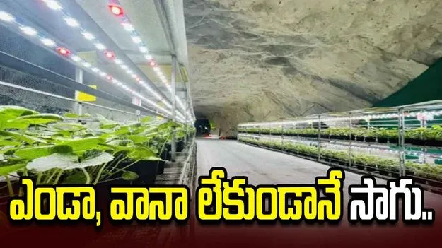 సూర్యరశ్మి, వర్షం లేకుండానే పంటలు.. మూతపడిన బొగ్గు గనుల్లో చైనా కొత్త ప్రయోగం..