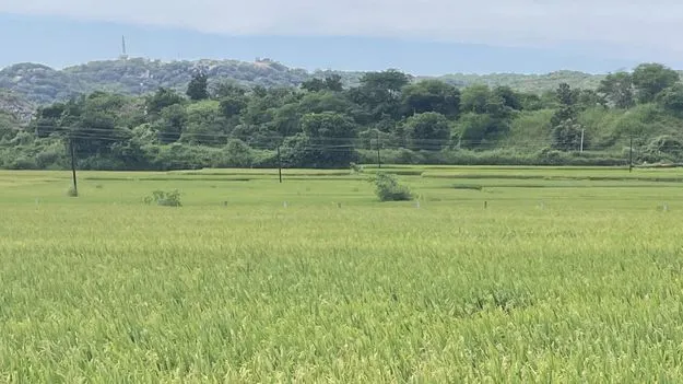 వరిసాగుతో కరీంనగర్‌ కళకళ