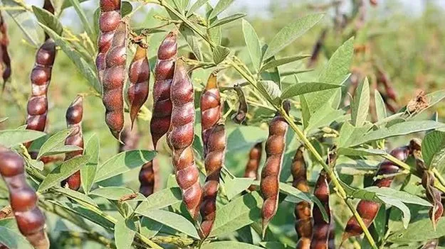 డిజిటల్‌ వేదికపై తాండూరు కందిపప్పు రైతులు